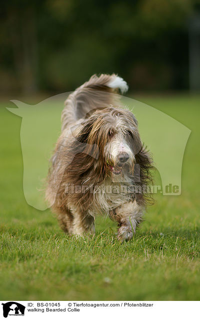 laufender Bearded Collie / walking Bearded Collie / BS-01045