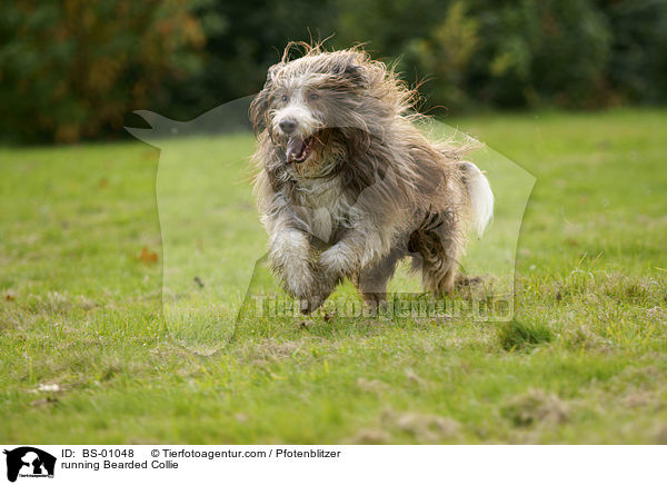 running Bearded Collie / BS-01048