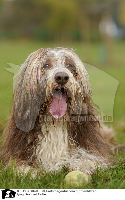 lying Bearded Collie / BS-01049