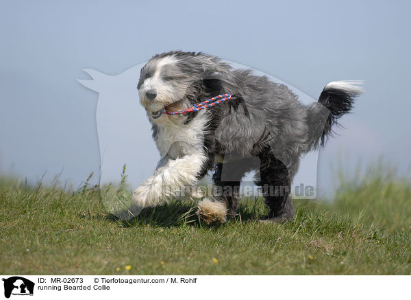 running Bearded Collie / MR-02673