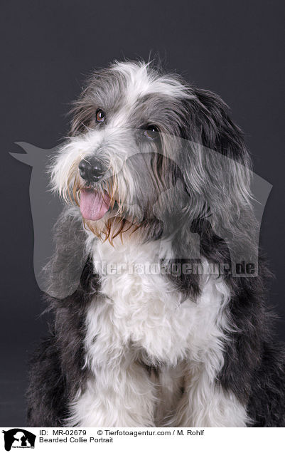 Bearded Collie Portrait / MR-02679