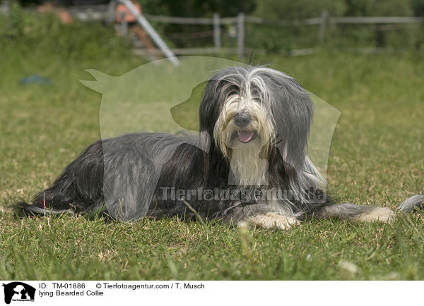 lying Bearded Collie / TM-01886