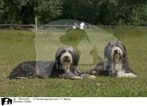 Bearded Collies / TM-01893