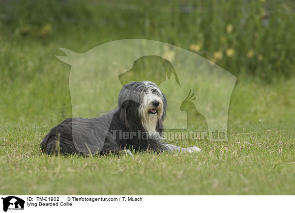 liegender Bearded Collie / lying Bearded Collie / TM-01902