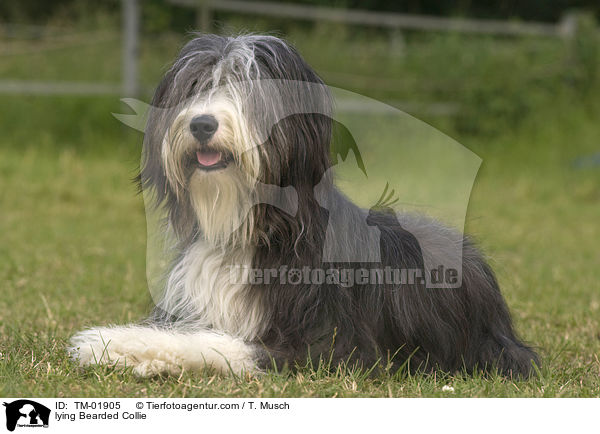 liegender Bearded Collie / lying Bearded Collie / TM-01905