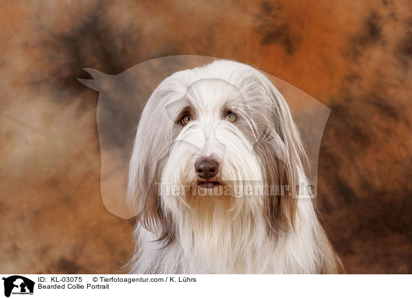 Bearded Collie Portrait / KL-03075