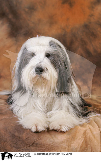 Bearded Collie / KL-03081