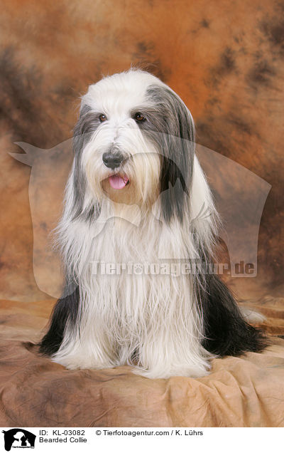 Bearded Collie / KL-03082