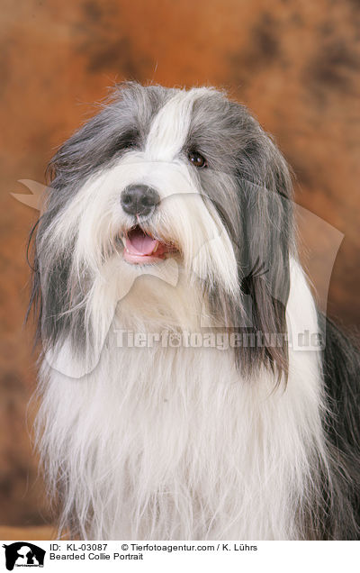 Bearded Collie Portrait / Bearded Collie Portrait / KL-03087