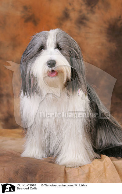 Bearded Collie / KL-03088