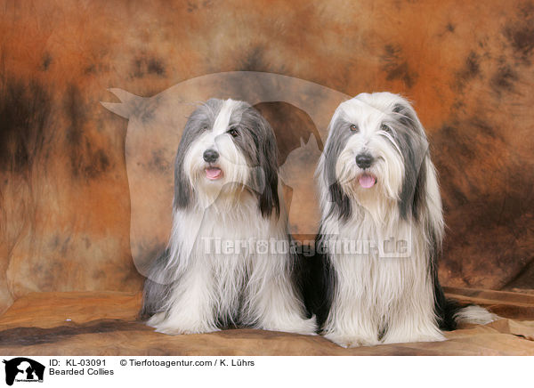 Bearded Collies / KL-03091