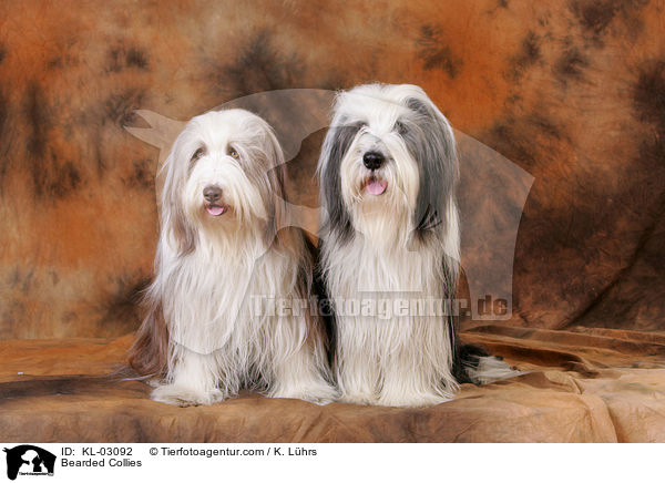 Bearded Collies / KL-03092