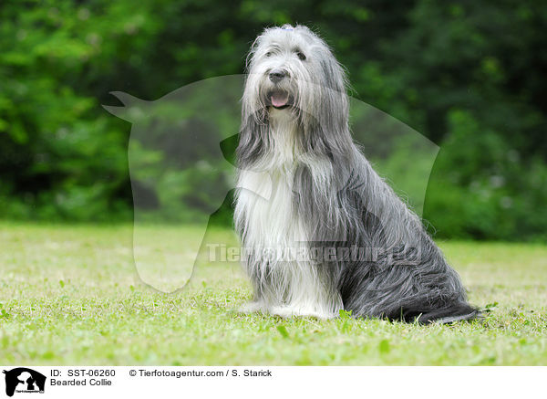 Bearded Collie / Bearded Collie / SST-06260