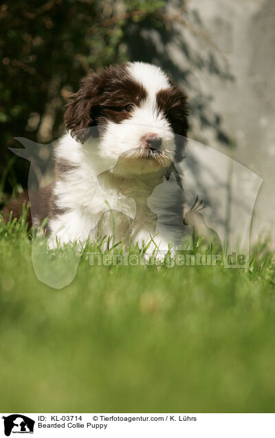 Bearded Collie Puppy / KL-03714