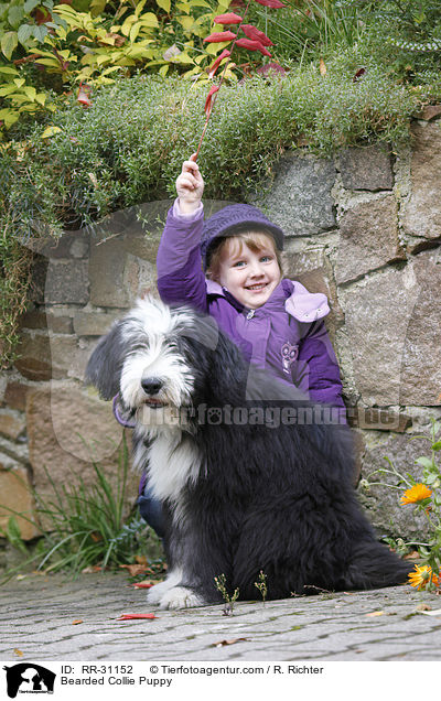 Bearded Collie Welpe / Bearded Collie Puppy / RR-31152
