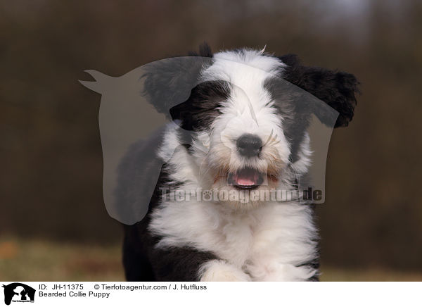 Bearded Collie Welpe / Bearded Collie Puppy / JH-11375