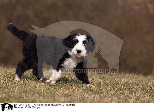 Bearded Collie Puppy / JH-11381
