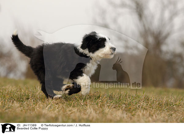Bearded Collie Welpe / Bearded Collie Puppy / JH-11389