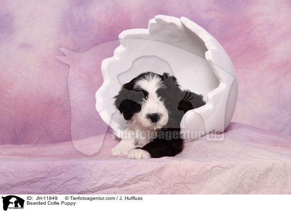 Bearded Collie Puppy / JH-11849