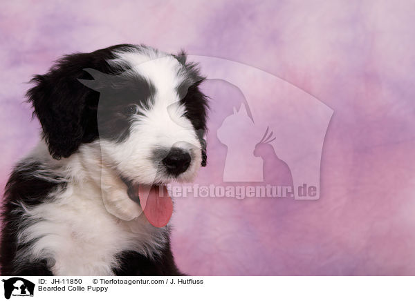 Bearded Collie Welpe / Bearded Collie Puppy / JH-11850