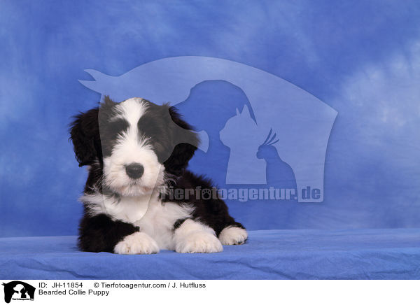 Bearded Collie Puppy / JH-11854