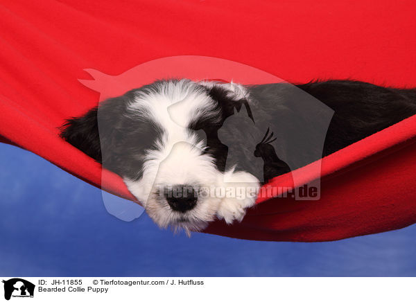 Bearded Collie Welpe / Bearded Collie Puppy / JH-11855