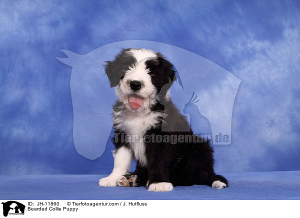 Bearded Collie Puppy / JH-11860