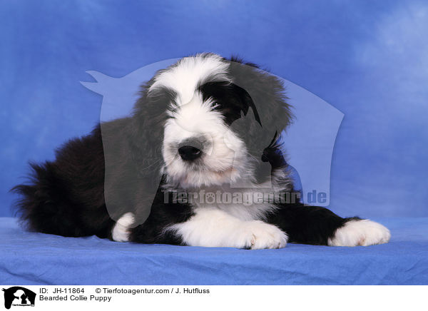 Bearded Collie Puppy / JH-11864