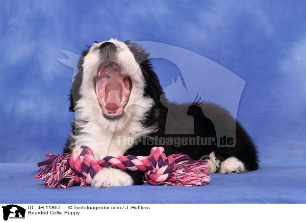 Bearded Collie Puppy / JH-11867