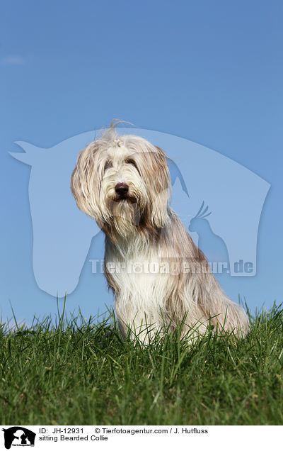 sitzender Bearded Collie / sitting Bearded Collie / JH-12931