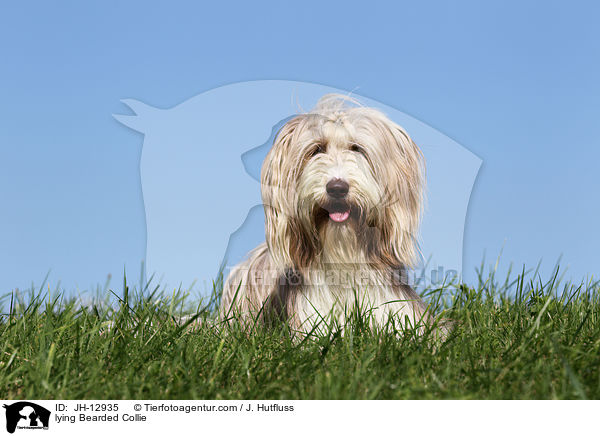 liegender Bearded Collie / lying Bearded Collie / JH-12935