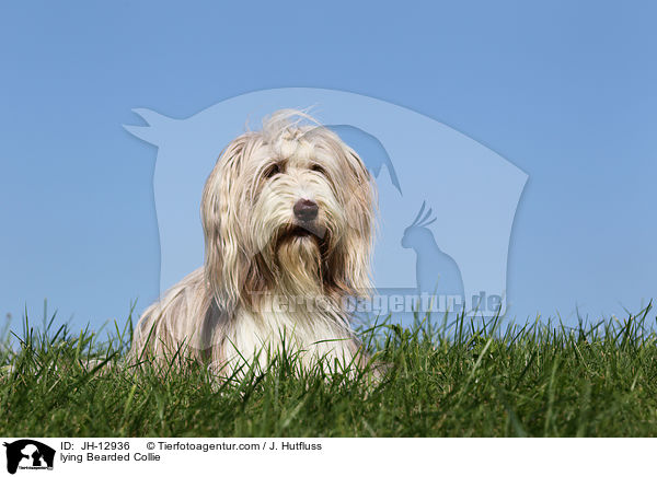 lying Bearded Collie / JH-12936