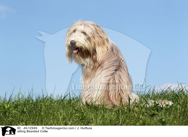 sitzender Bearded Collie / sitting Bearded Collie / JH-12949