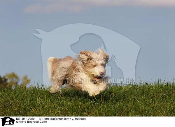 rennender Bearded Collie / running Bearded Collie / JH-12959