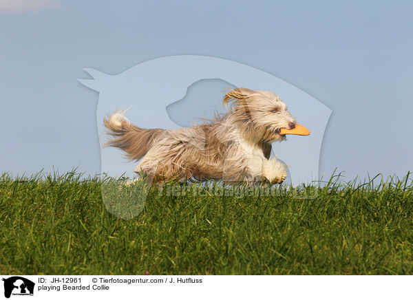 spielender Bearded Collie / playing Bearded Collie / JH-12961