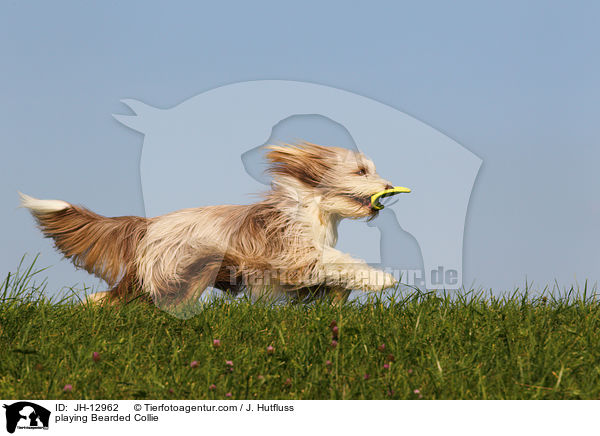 spielender Bearded Collie / playing Bearded Collie / JH-12962