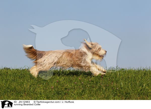 rennender Bearded Collie / running Bearded Collie / JH-12963