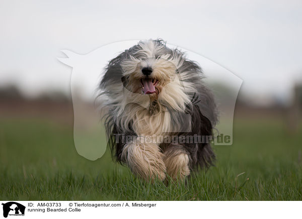 running Bearded Collie / AM-03733