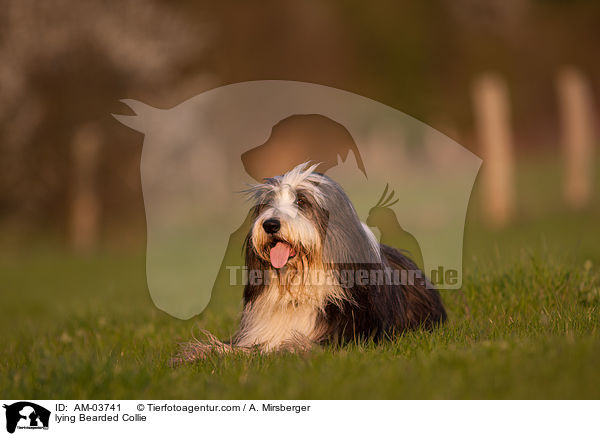 lying Bearded Collie / AM-03741
