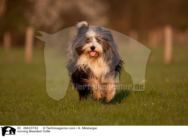 rennender Bearded Collie / running Bearded Collie / AM-03742