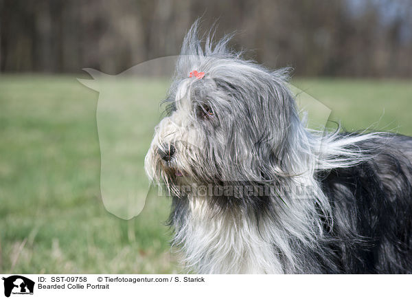 Bearded Collie Portrait / Bearded Collie Portrait / SST-09758