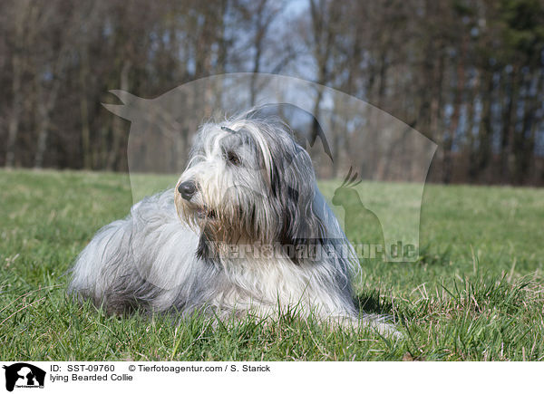 liegender Bearded Collie / lying Bearded Collie / SST-09760