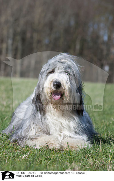 liegender Bearded Collie / lying Bearded Collie / SST-09762