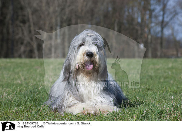 liegender Bearded Collie / lying Bearded Collie / SST-09763
