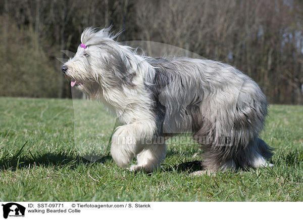 laufender Bearded Collie / walking Bearded Collie / SST-09771