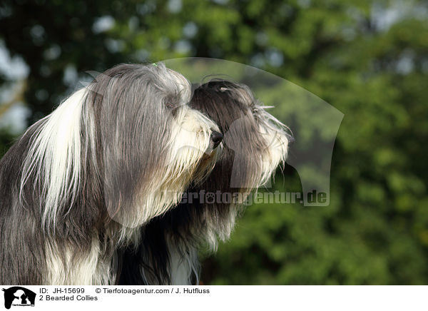 2 Bearded Collies / 2 Bearded Collies / JH-15699