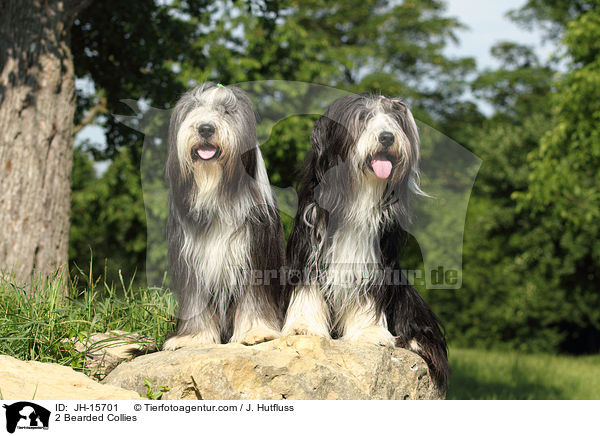 2 Bearded Collies / 2 Bearded Collies / JH-15701