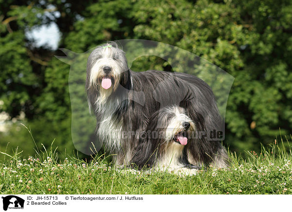 2 Bearded Collies / 2 Bearded Collies / JH-15713