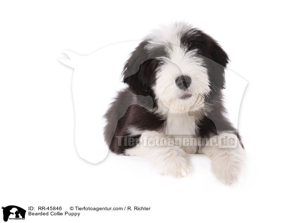 Bearded Collie Puppy / RR-45846