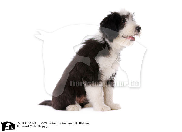 Bearded Collie Puppy / RR-45847